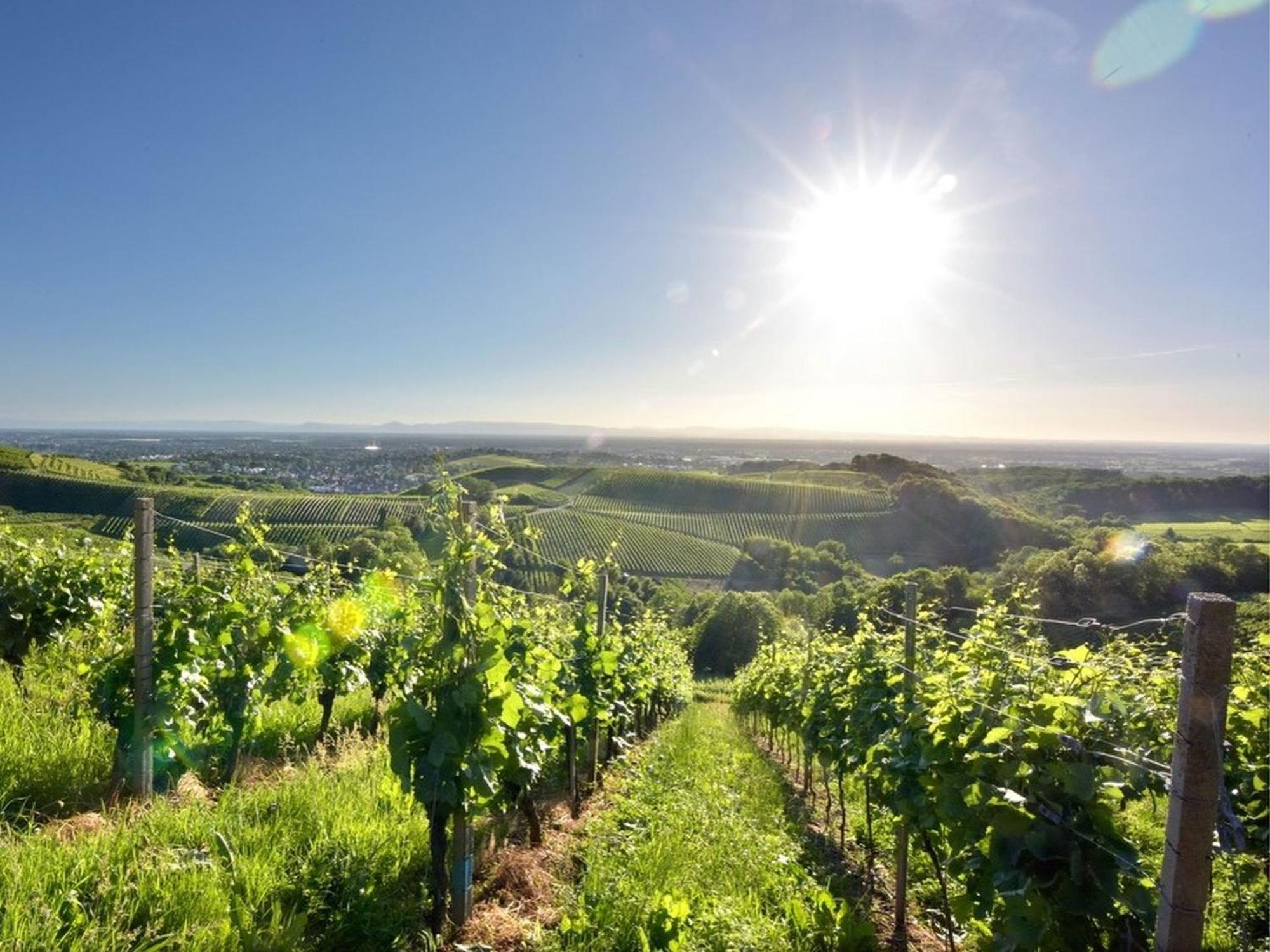 Ferienwohnungen Weingut Pieper Basler Offenburg Ngoại thất bức ảnh
